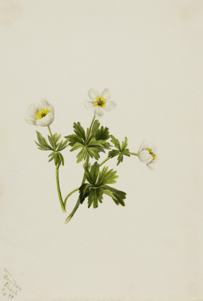 Globeflower biały (Trollius albiflorus) autorstwa Mary Vaux Walcott