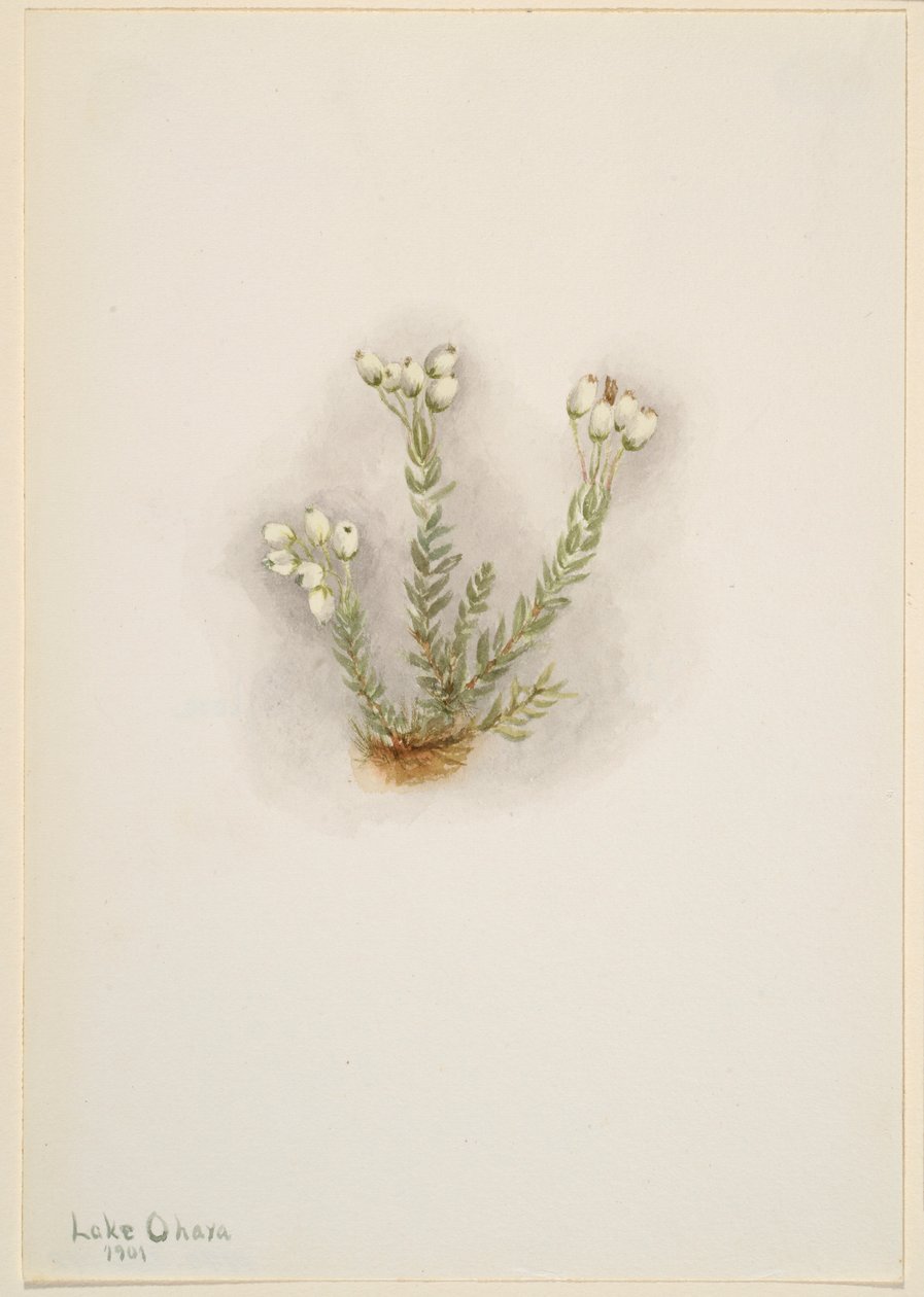 Wrzosiec biały (Phyllodoce grandiflora) autorstwa Mary Vaux Walcott