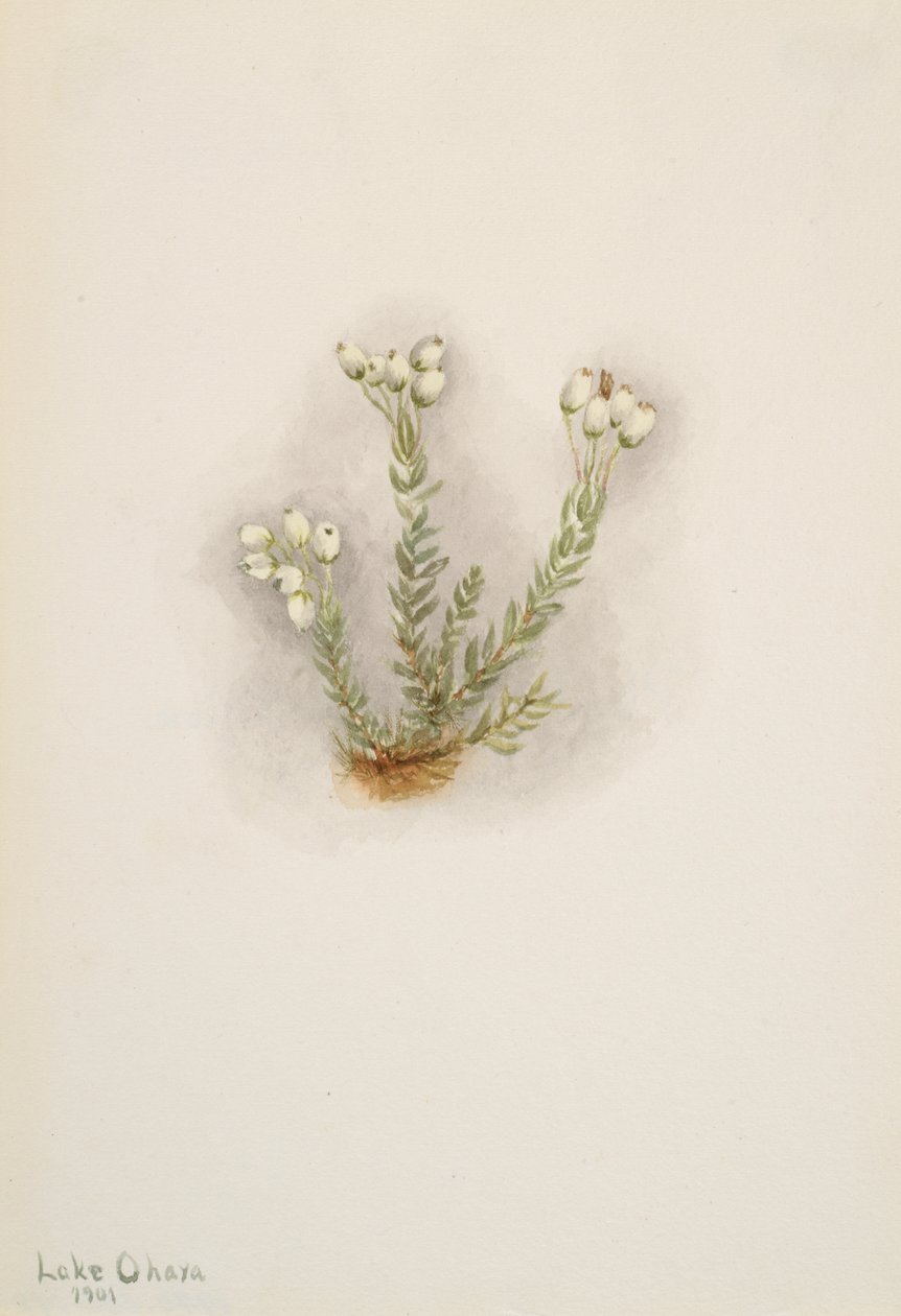 Biały wrzos Phylodoce grandiflora, 1901. autorstwa Mary Vaux Walcott