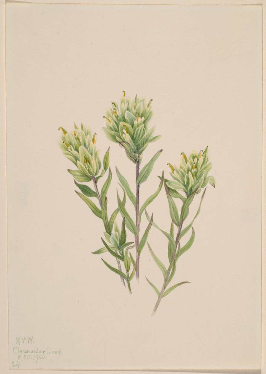 Biały pędzel indyjski (Castilleja occidentalis) autorstwa Mary Vaux Walcott