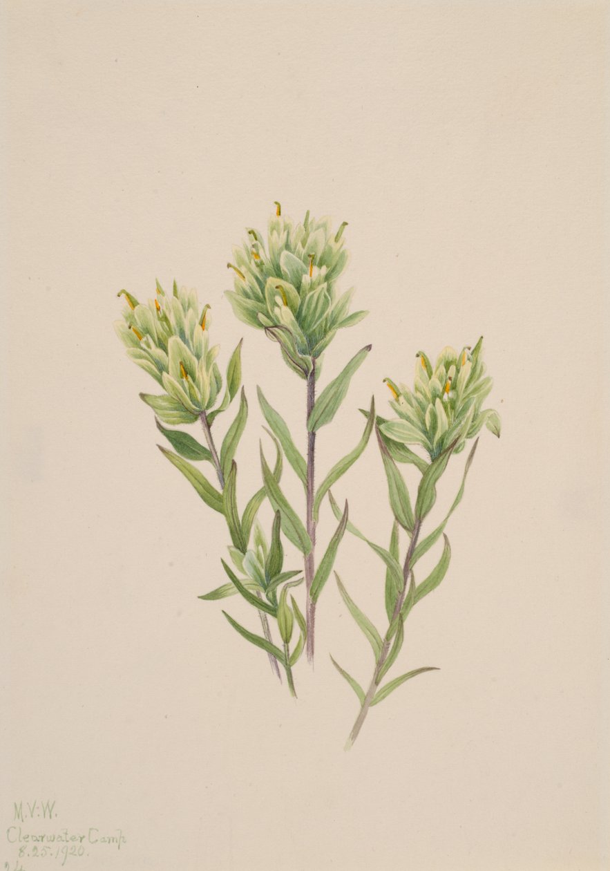 Biały indyjski pędzel Castilleja occidentalis, 1920. autorstwa Mary Vaux Walcott