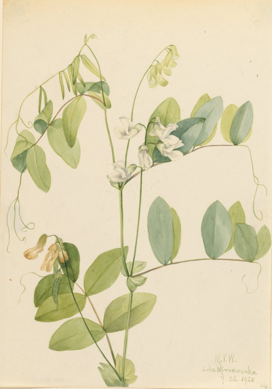 Groch biały (Lathyrus ochroleucus) autorstwa Mary Vaux Walcott