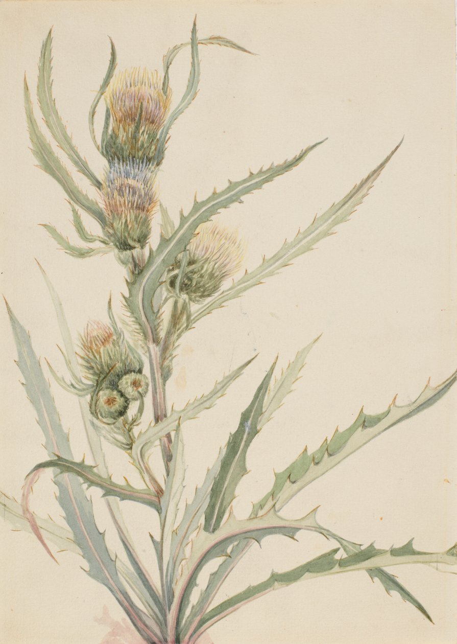 White Thistle Cirsium hookeranum, b.d. autorstwa Mary Vaux Walcott