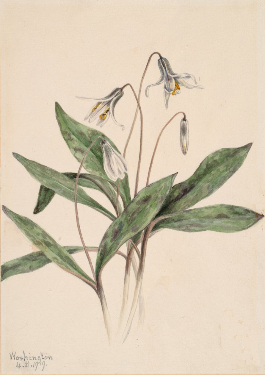 Pstrąg biały Erythronium albidum, 1919. autorstwa Mary Vaux Walcott