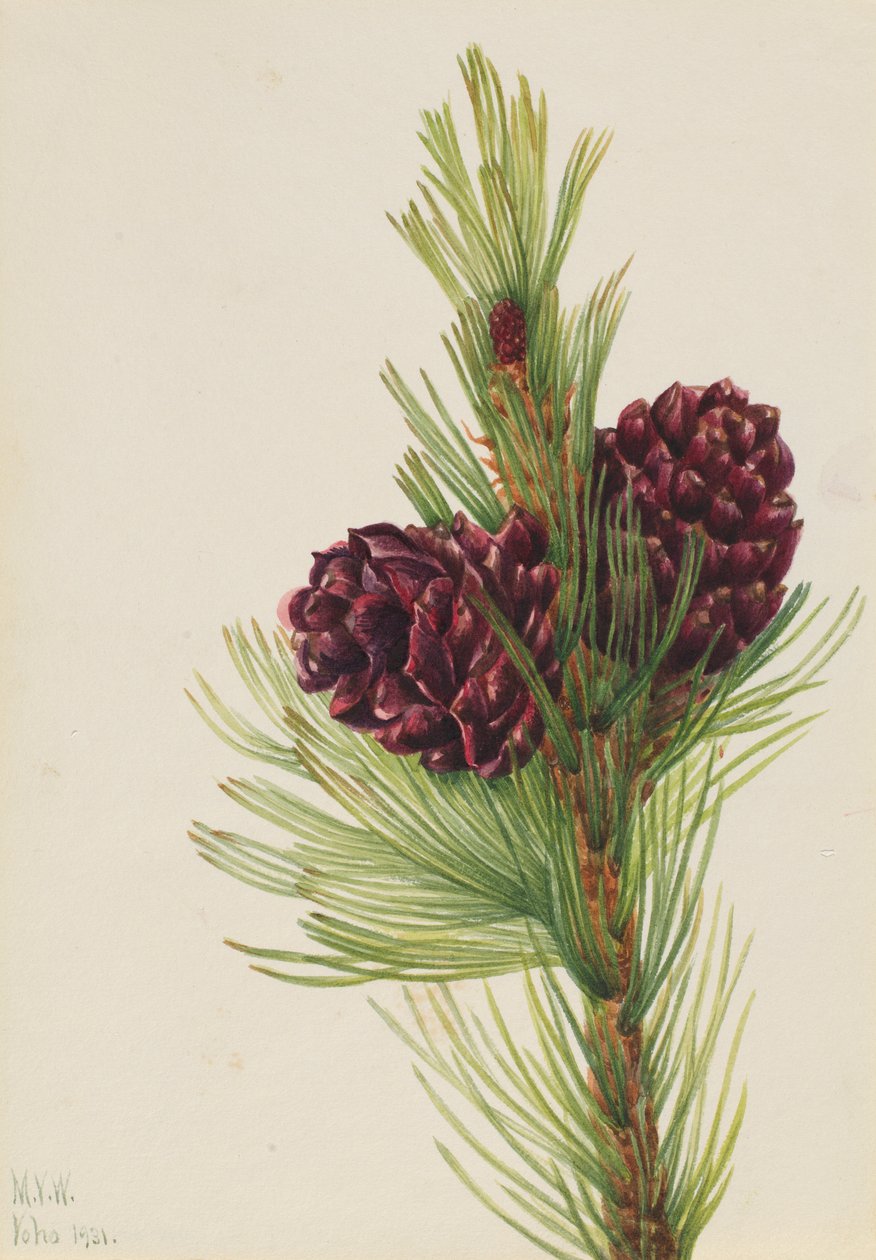Sosna wejmutka (Pinus albicaulis) autorstwa Mary Vaux Walcott