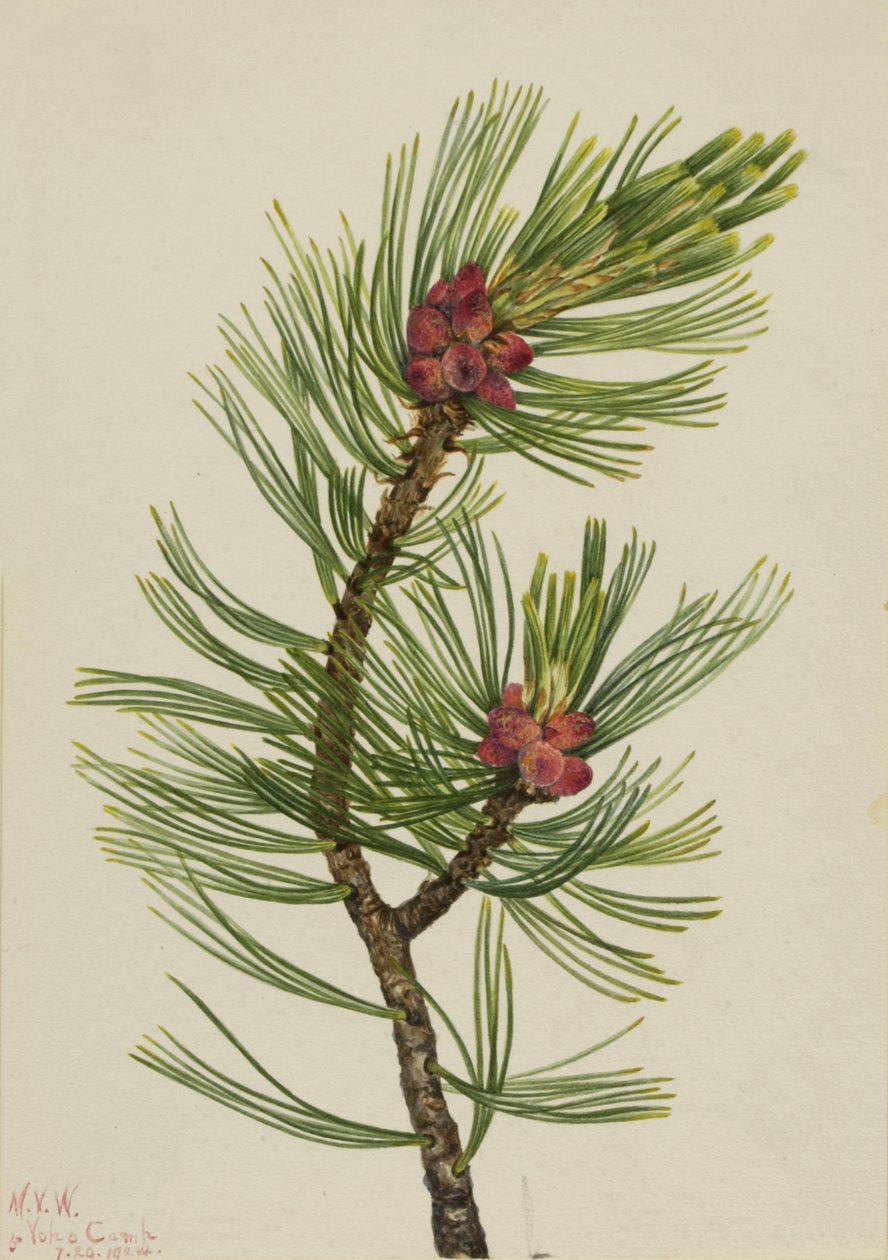 Sosna białopska Pinus albicaulis, 1924. autorstwa Mary Vaux Walcott