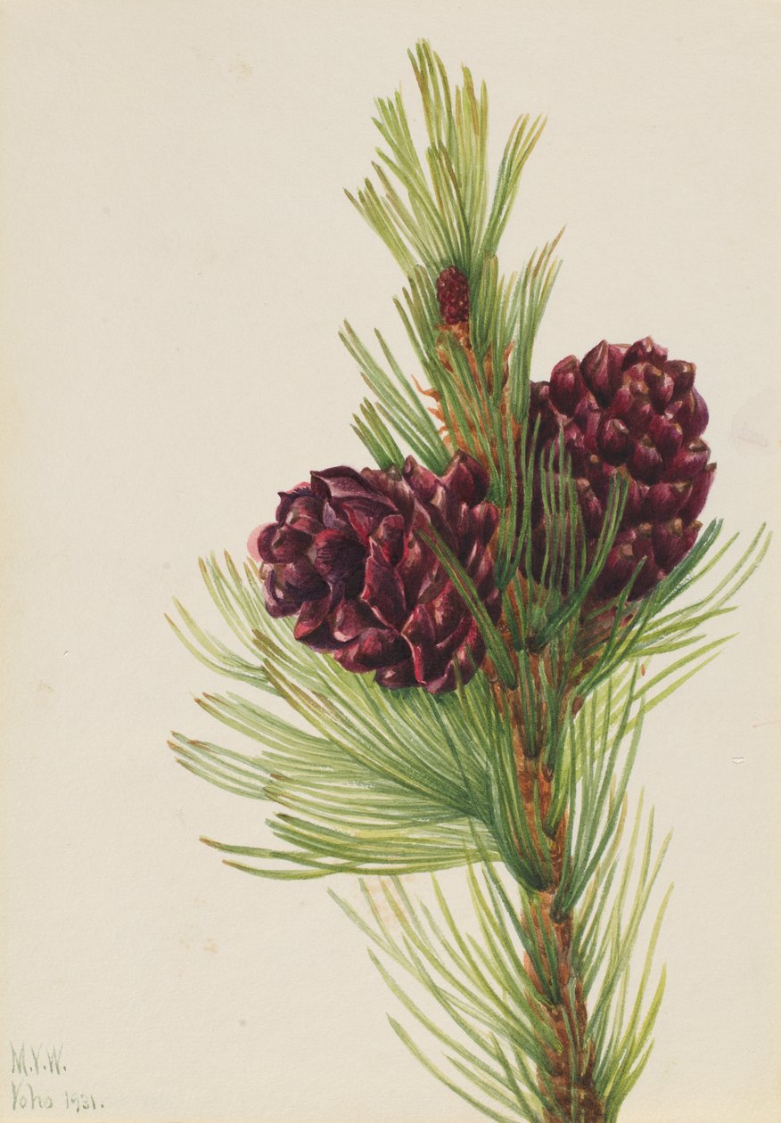 Sosna białokorowa Pinus albicaulis, 1931. autorstwa Mary Vaux Walcott