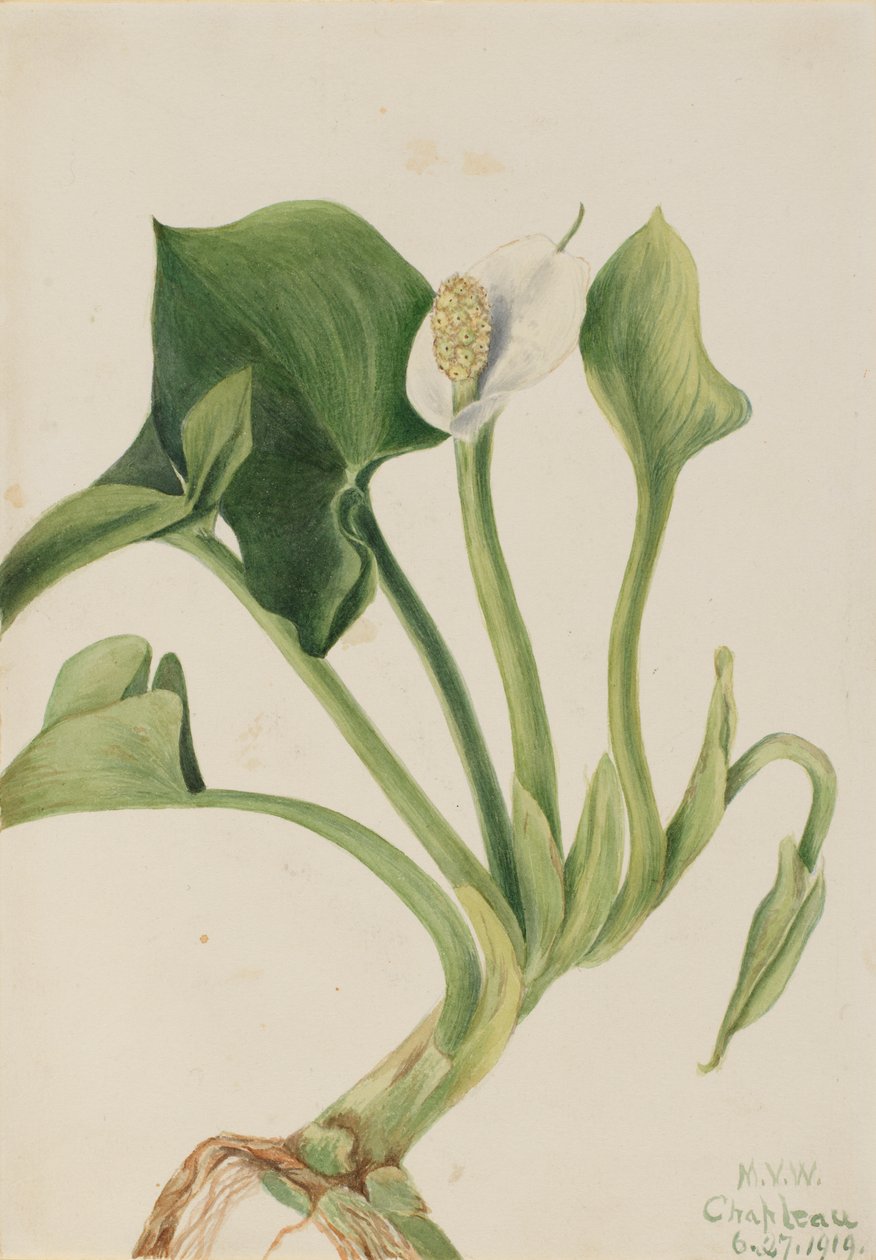 Dzika Calla Calla palustris, 1919. autorstwa Mary Vaux Walcott