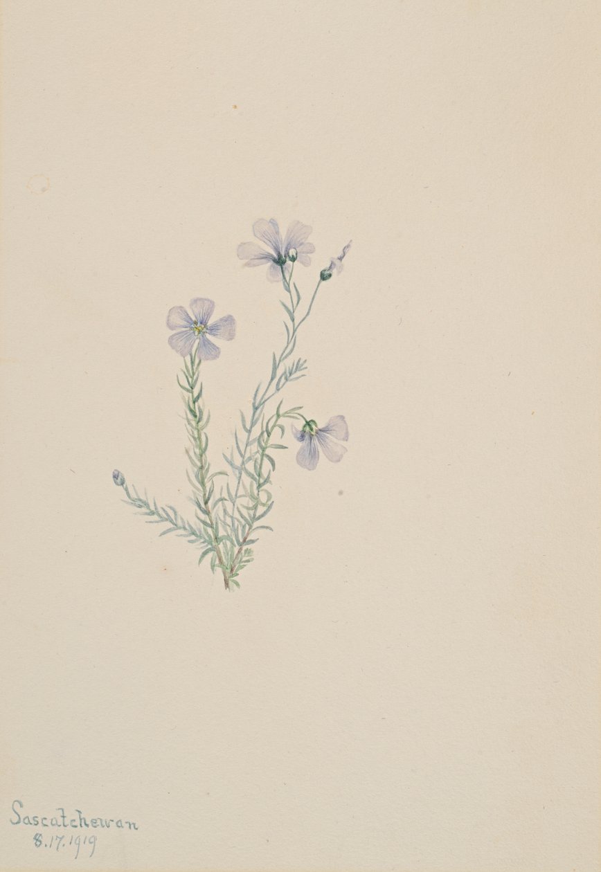 Dziki len Linum Lewis, 1919. autorstwa Mary Vaux Walcott
