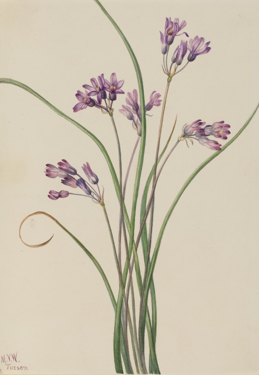 Dziki hiacynt (Brodiaea pulchella) autorstwa Mary Vaux Walcott