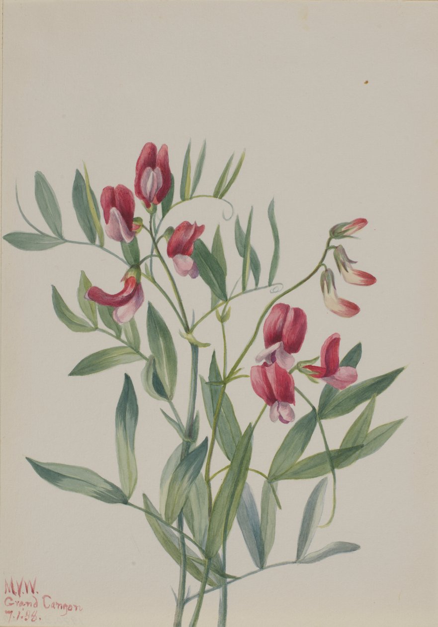 Dziki groszek Lathyrus decaphyllus, 1938. autorstwa Mary Vaux Walcott