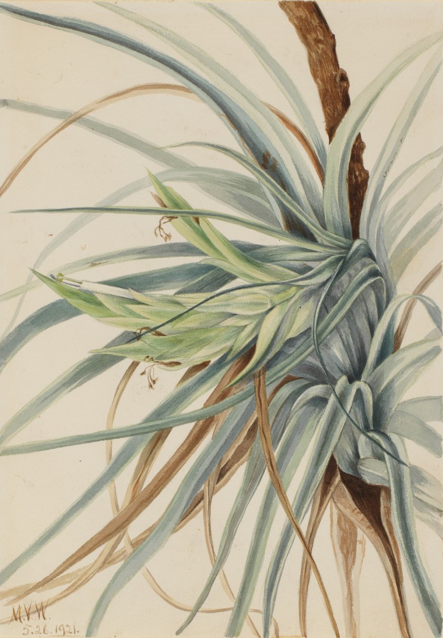 Dziki ananas Tillandsia fasciculata, 1921. autorstwa Mary Vaux Walcott