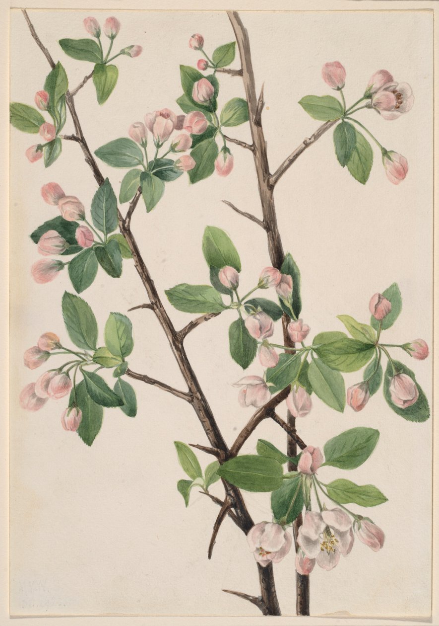 Dziki słodki krab (Malus coronaria) autorstwa Mary Vaux Walcott