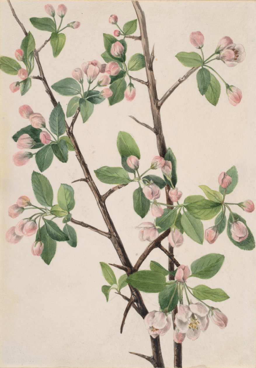 Dziki słodki krab Malus coronaria, 1920. autorstwa Mary Vaux Walcott