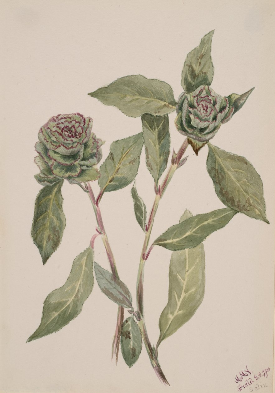 Wierzba Salix, 1900. autorstwa Mary Vaux Walcott