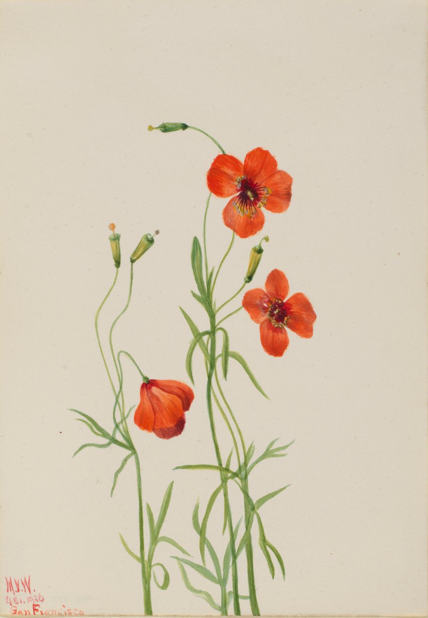 Wietrzny mak Stylomecon heterophylla, 1926. autorstwa Mary Vaux Walcott
