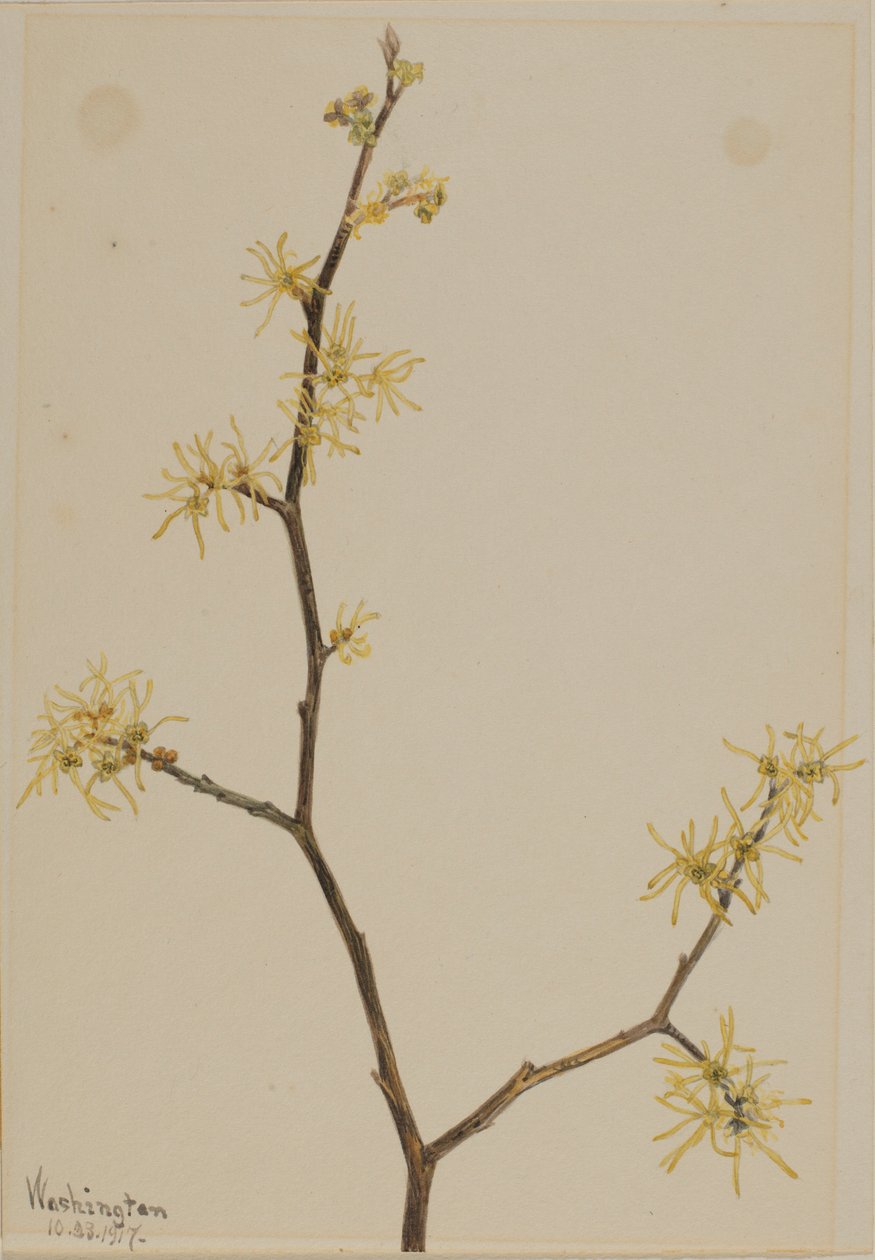 Oczar wirginijski (Hamamelis virginiana) autorstwa Mary Vaux Walcott