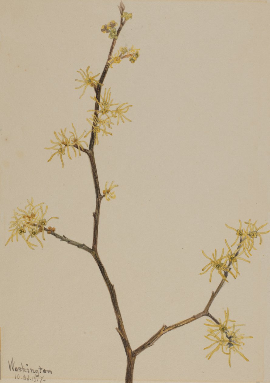 Oczar wirginijski Hamamelis virginiana, 1917. autorstwa Mary Vaux Walcott