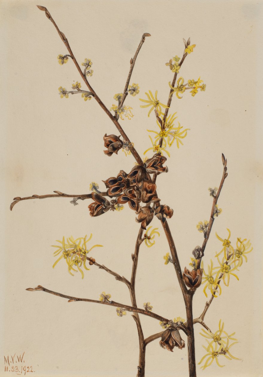 Oczar wirginijski Hamamelis virginiana, 1922. autorstwa Mary Vaux Walcott