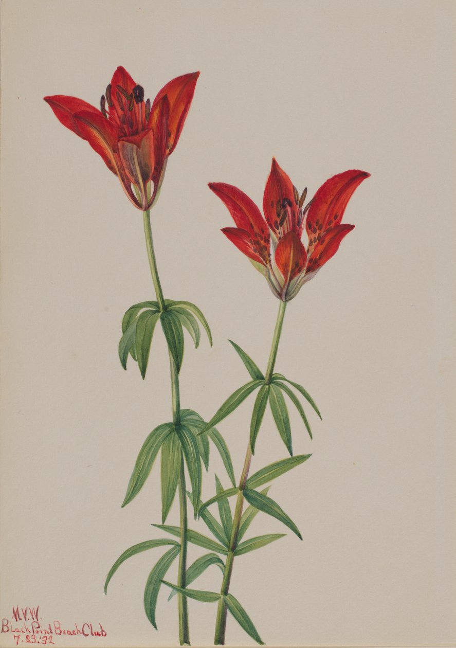 Lilia drzewna Lilium philadelphicum, 1932. autorstwa Mary Vaux Walcott
