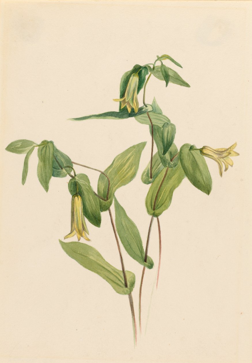 Dzwonki leśne (Uvularia perfoliata) autorstwa Mary Vaux Walcott