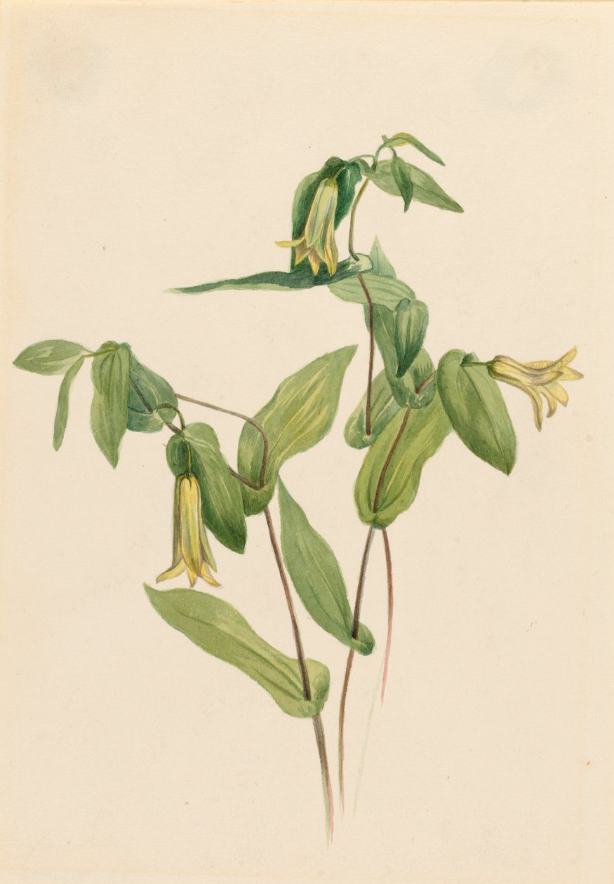 Wood Merrybells Uvularia perfoliata, b.d. autorstwa Mary Vaux Walcott