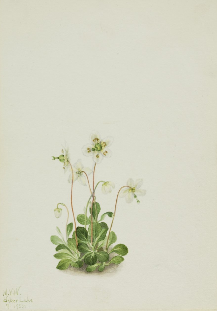 Nimfa drzewna (Moneses uniflora) autorstwa Mary Vaux Walcott