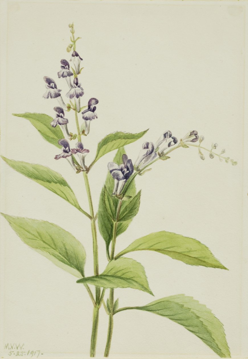 Tarczyca bajkalska (Scutellaria serrata) autorstwa Mary Vaux Walcott