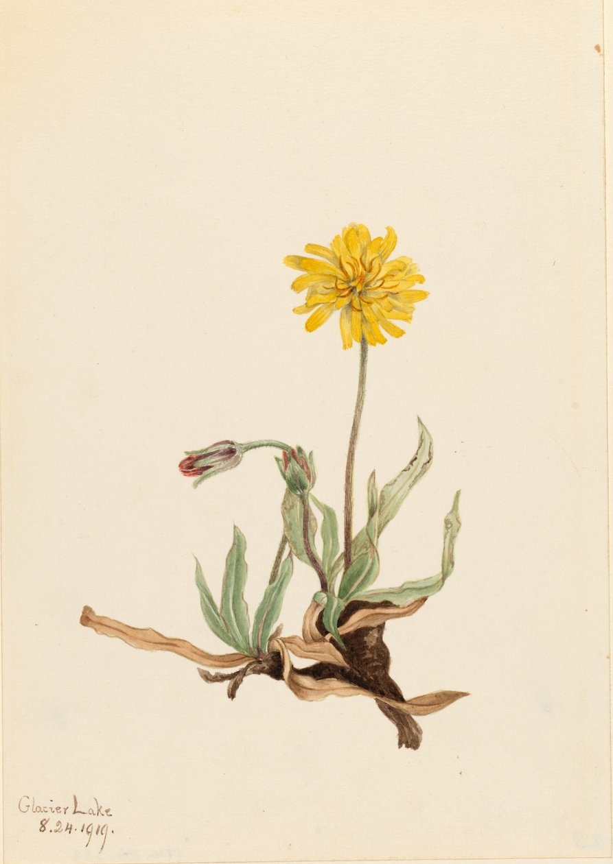 Agoseris wełnisty (Agoseris villosa) autorstwa Mary Vaux Walcott