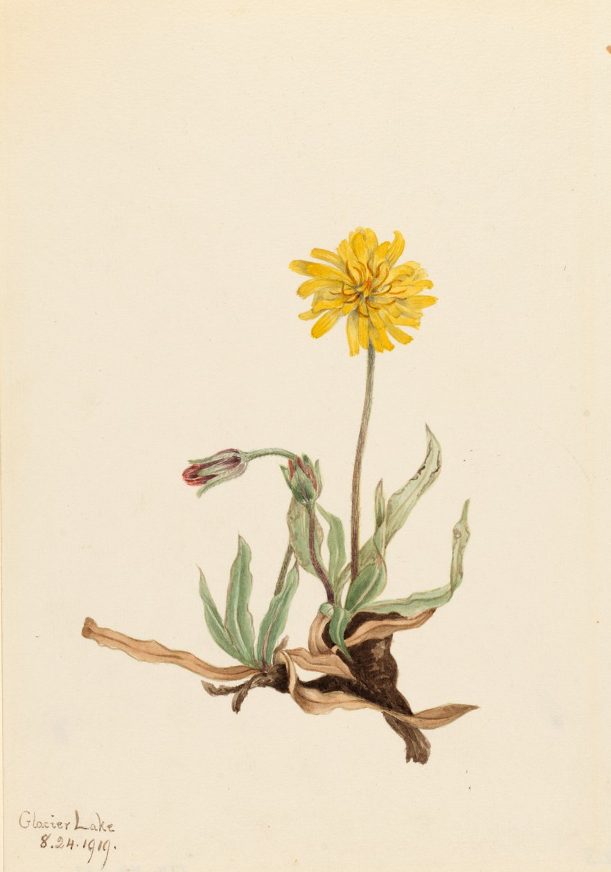 Włochaty Agoseris Agoseris villosa, 1919. autorstwa Mary Vaux Walcott