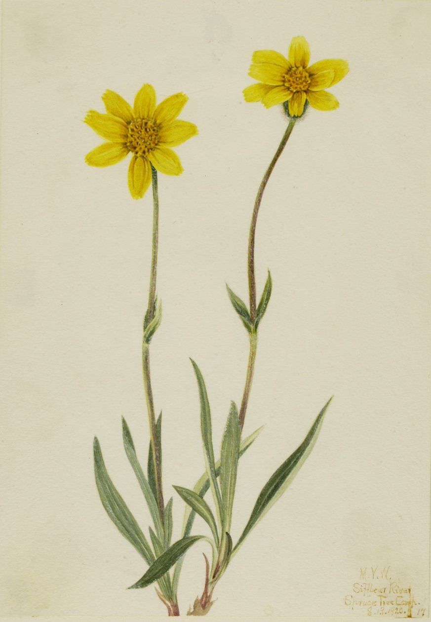 Arnika wełnista (Arnica tomentosa) autorstwa Mary Vaux Walcott