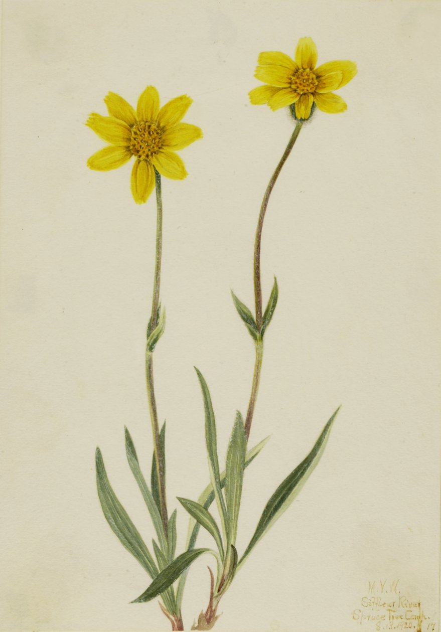 Arnica włochata Arnica tomentosa, 1920. autorstwa Mary Vaux Walcott