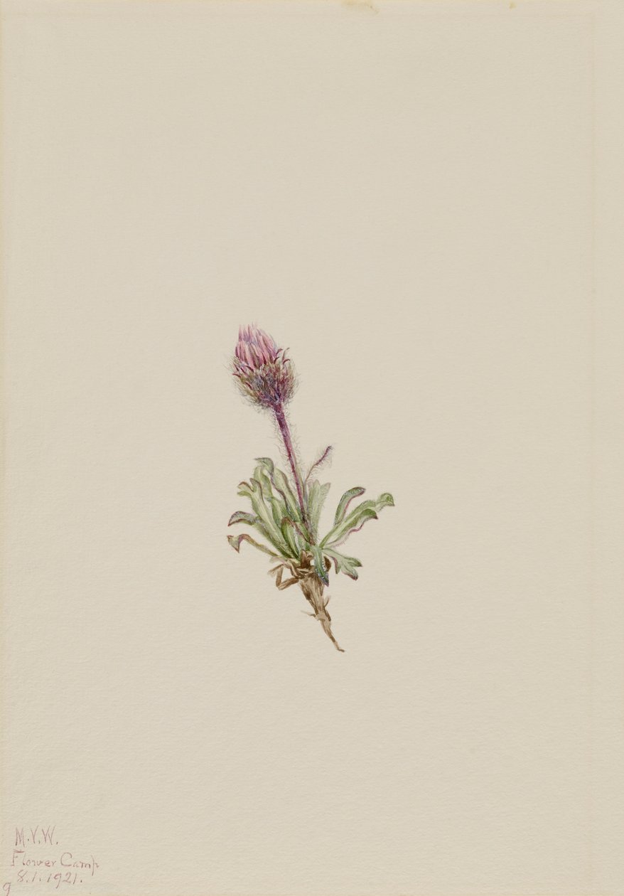 Pchła wełniana Erigeron lanatus, 1921. autorstwa Mary Vaux Walcott