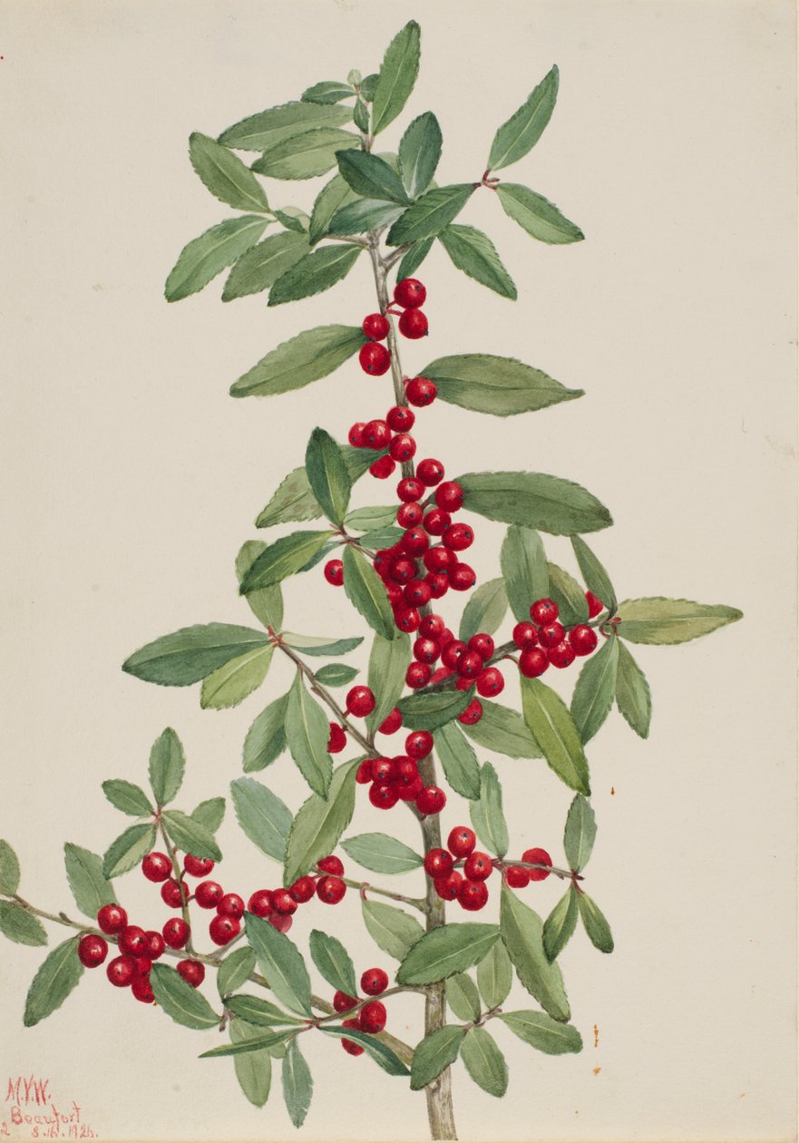 Yaupon (Ilex vomitoria) autorstwa Mary Vaux Walcott