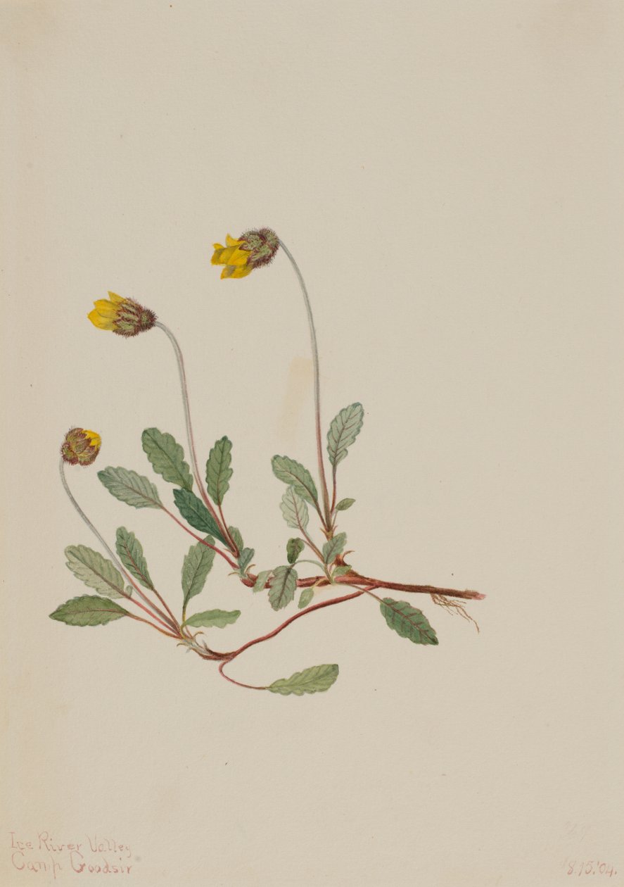 Dryada żółta (Dryas drummondii) autorstwa Mary Vaux Walcott