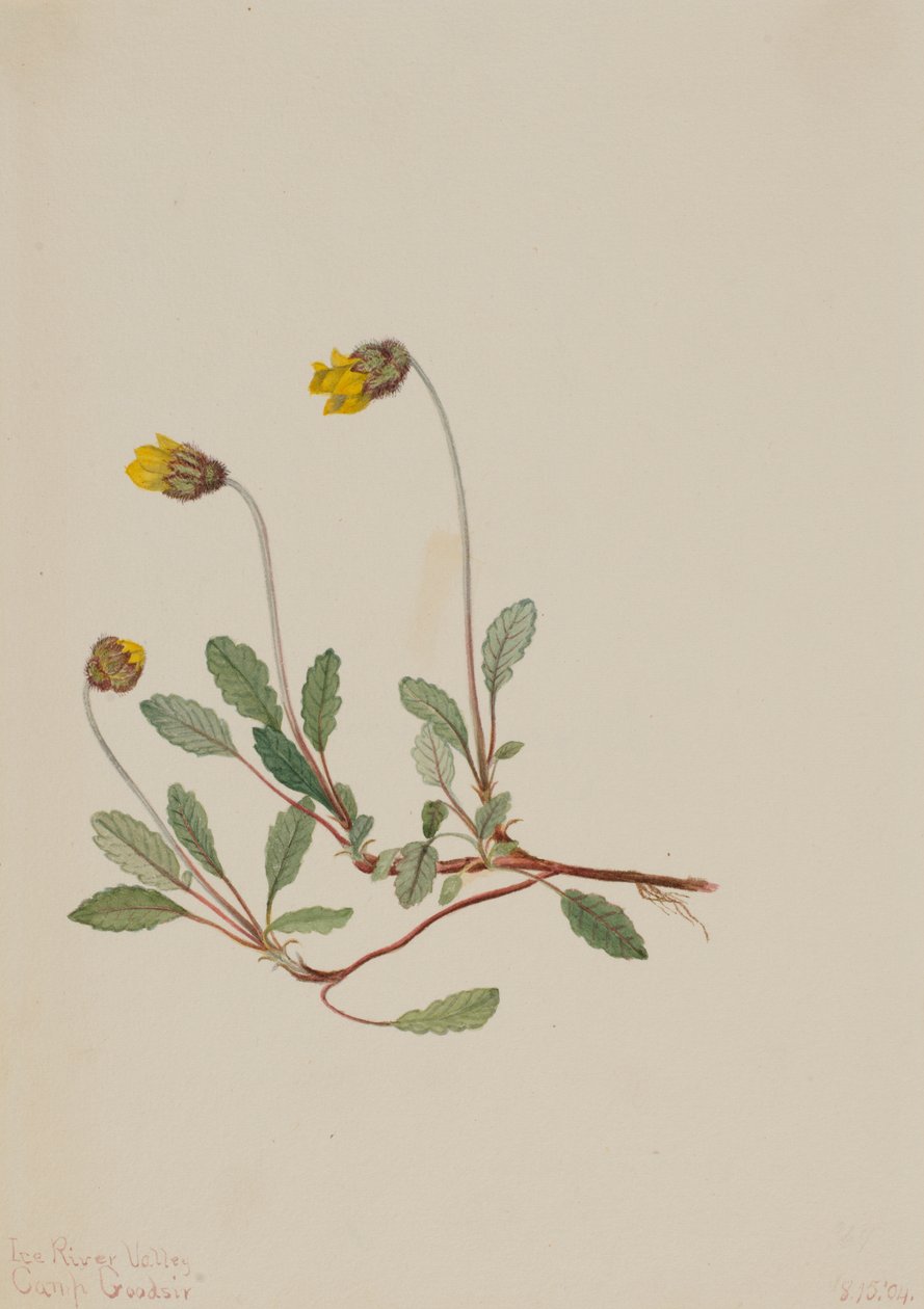 Żółta driada Dryas drummondii, 1904. autorstwa Mary Vaux Walcott