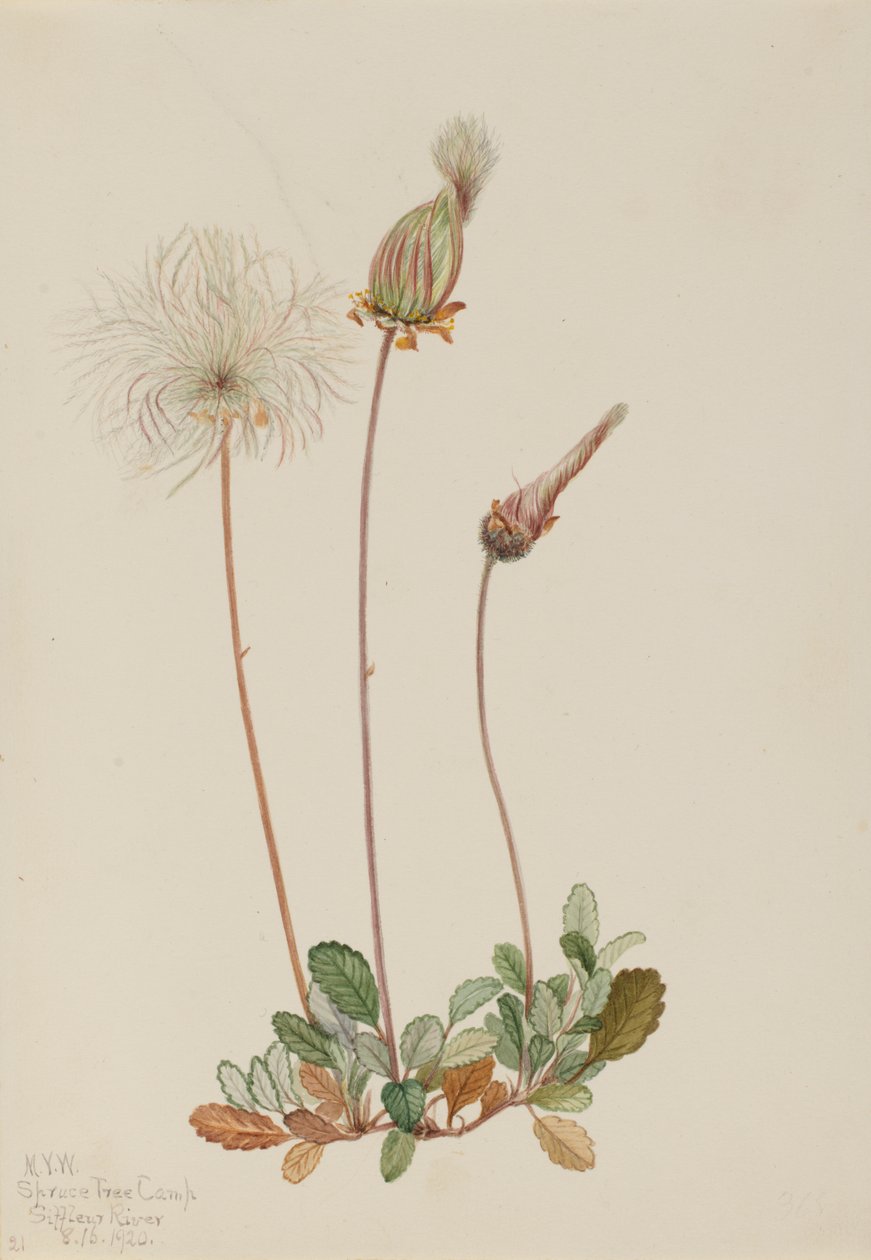 Owoc driady żółtej Dryas drummondii, 1920. autorstwa Mary Vaux Walcott