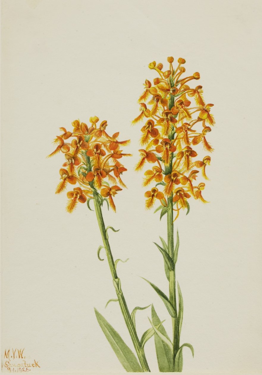 Storczyk z żółtą grzywką (Habenaria ciliaris) autorstwa Mary Vaux Walcott