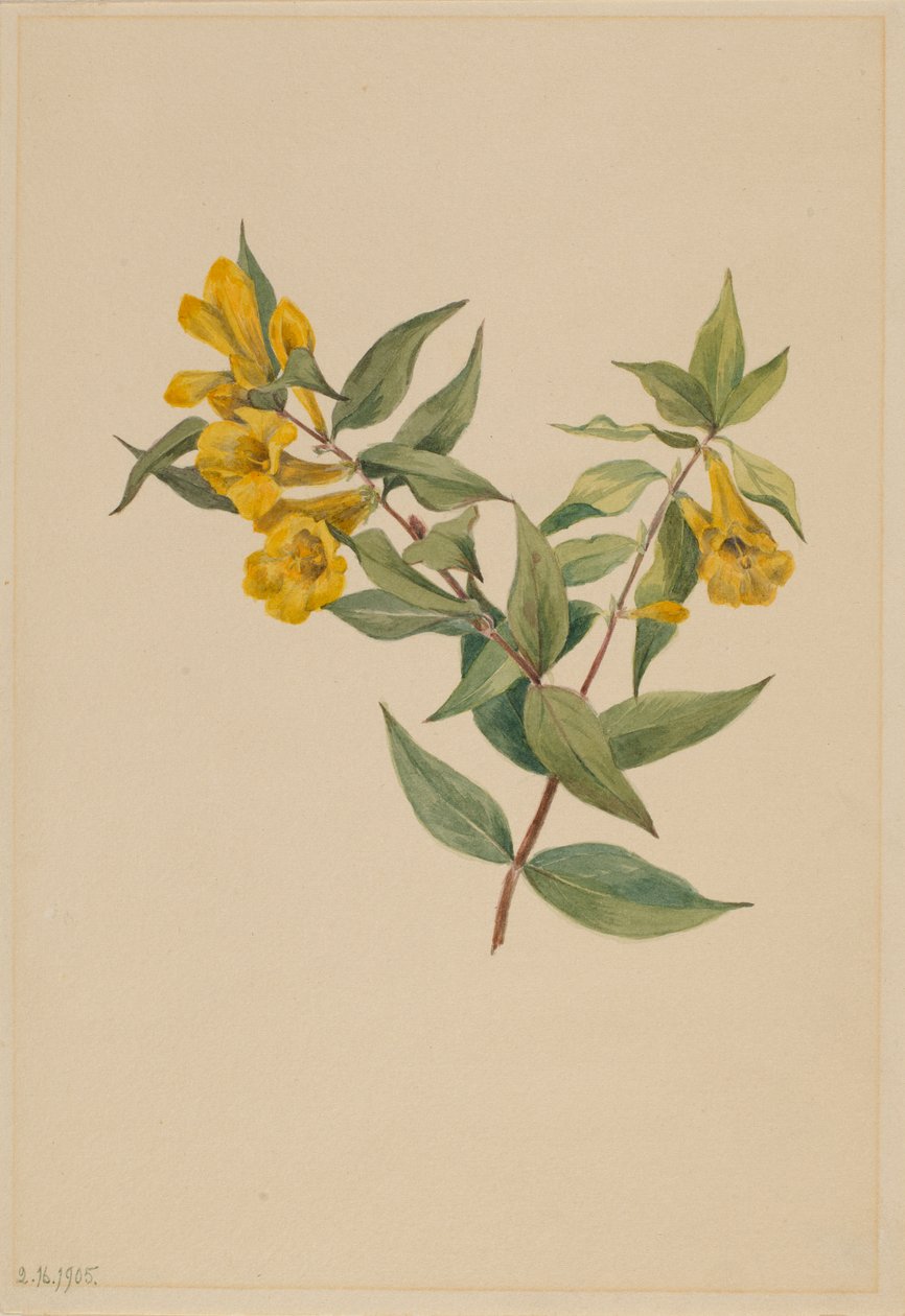 Jeżówka żółta (Gelsemium sempervirens) autorstwa Mary Vaux Walcott