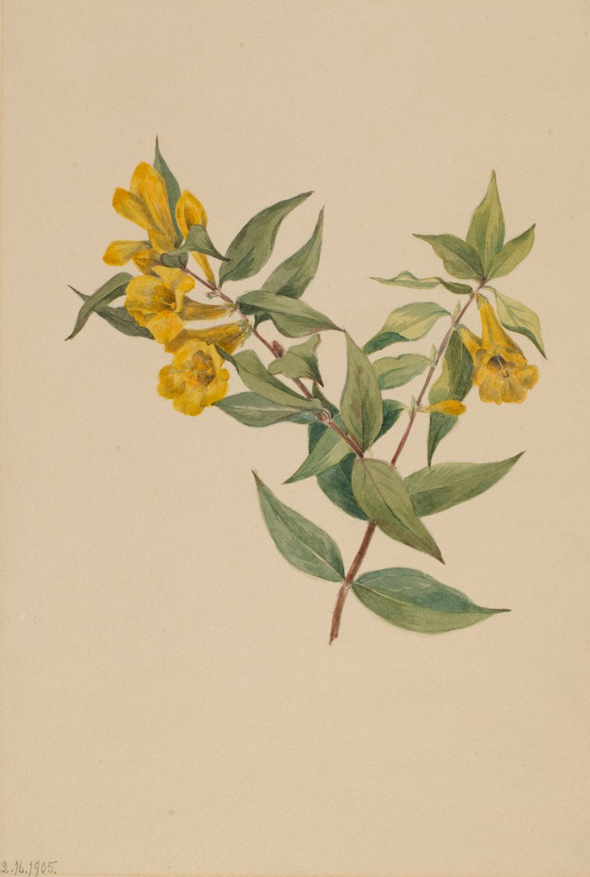Żółty Jessamine Gelsemium sempervirens, 1905. autorstwa Mary Vaux Walcott