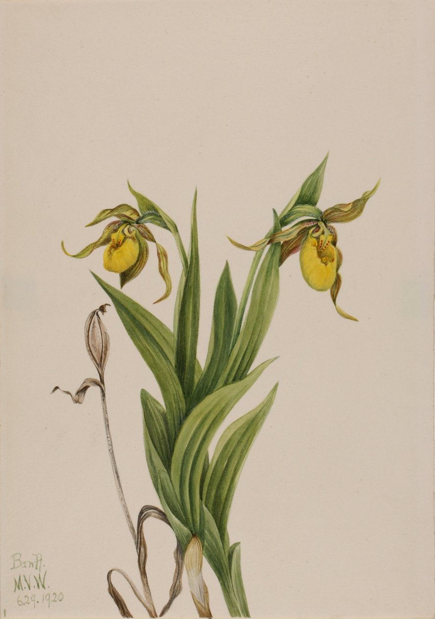 Cypryśnik żółty (Cypripedium parviflorum) autorstwa Mary Vaux Walcott
