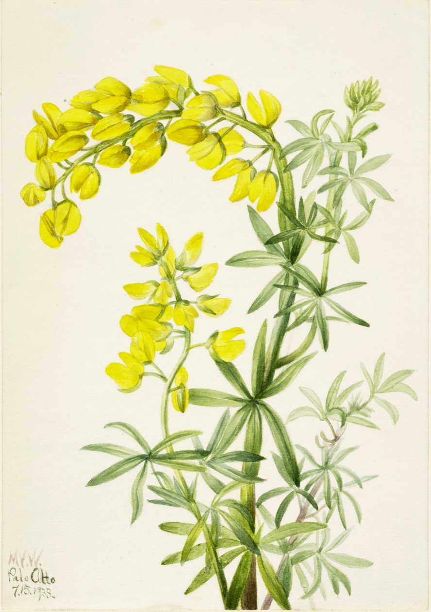 Łubin żółty Lupinis arboreus, 1933. autorstwa Mary Vaux Walcott