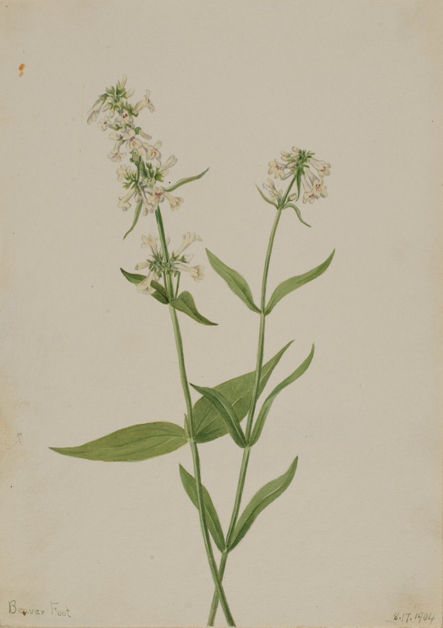 Pentstemon żółty (Pentstemon confertus) autorstwa Mary Vaux Walcott