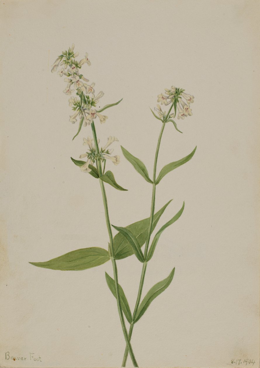 Żółty Penstemon Penstemon confittus, 1904. autorstwa Mary Vaux Walcott