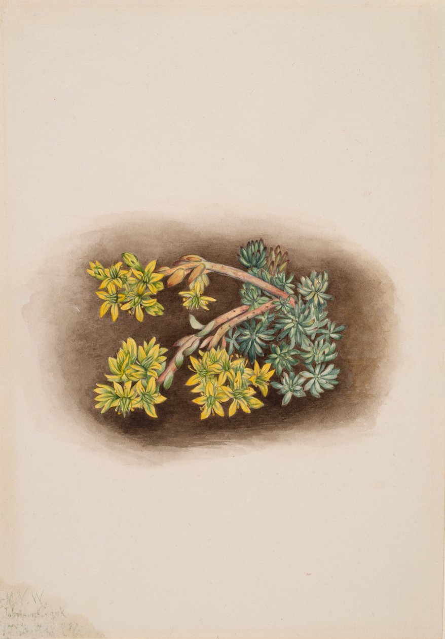 Rozchodnik żółty rozchodnik stenopetalum, 1922. autorstwa Mary Vaux Walcott