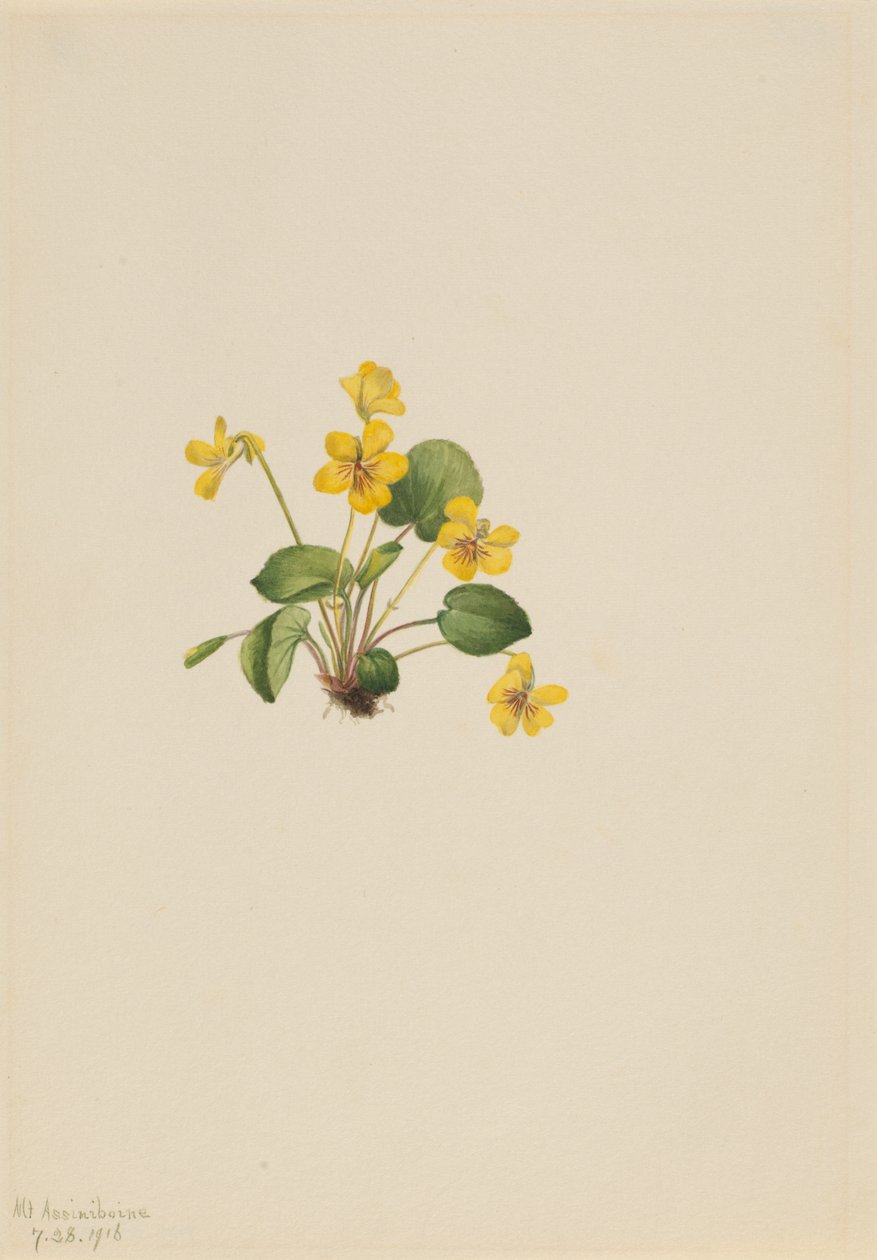 Fiołek żółty (Viola orbiculata) autorstwa Mary Vaux Walcott