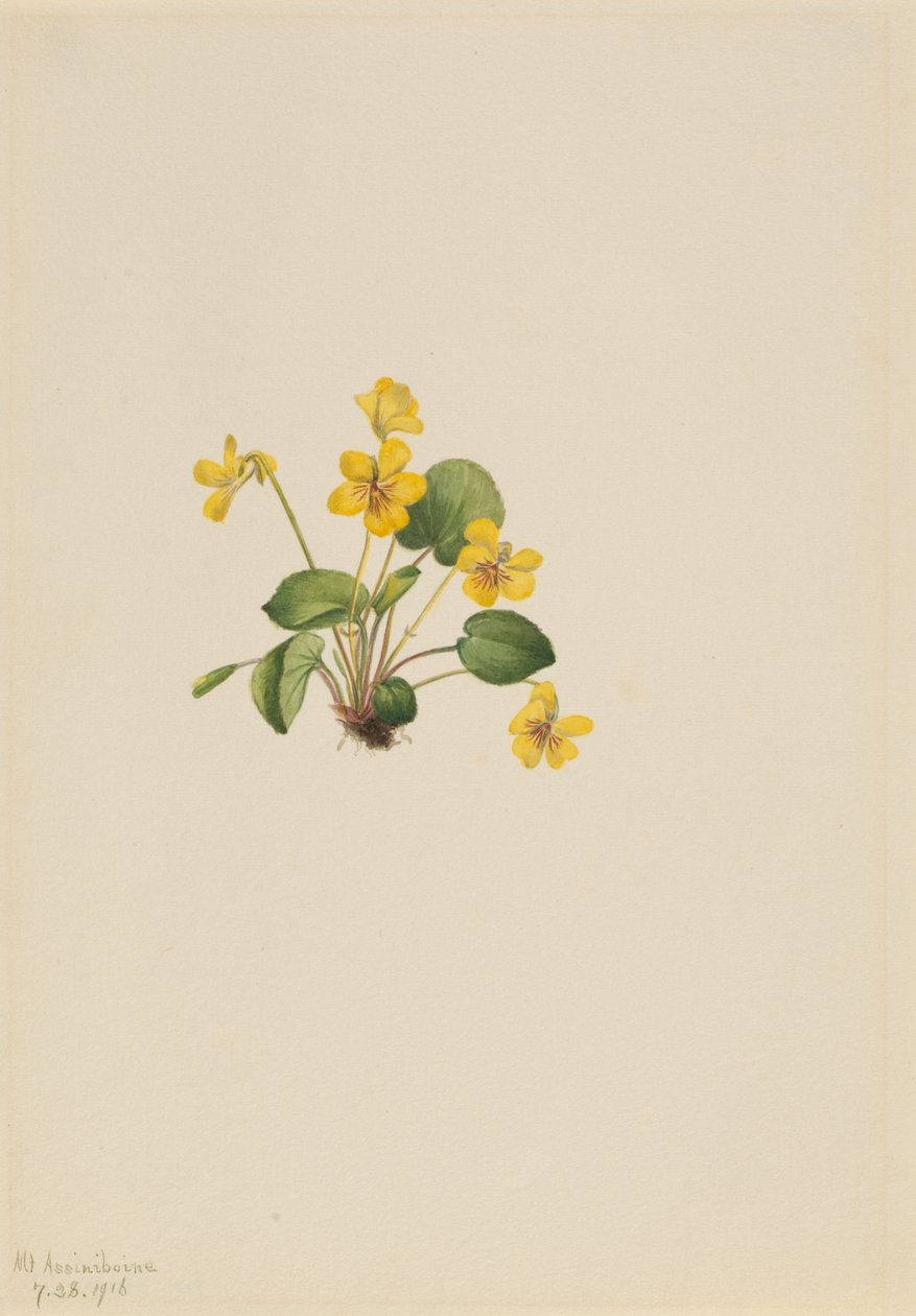 Żółto-fioletowa altówka orbiculata, 1916. autorstwa Mary Vaux Walcott