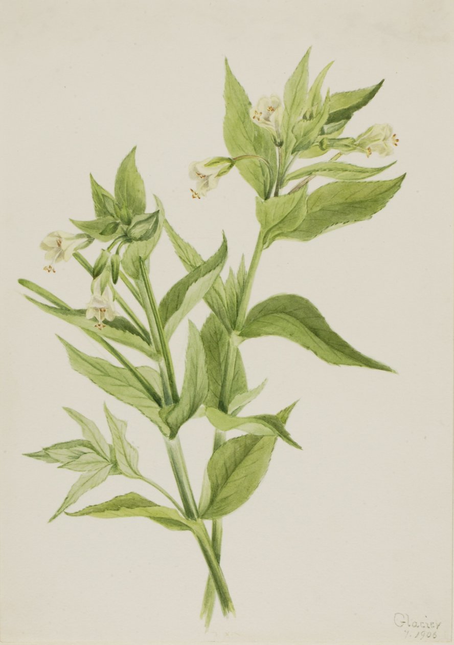 Wierzbownica żółta (Epilobium lutem) autorstwa Mary Vaux Walcott