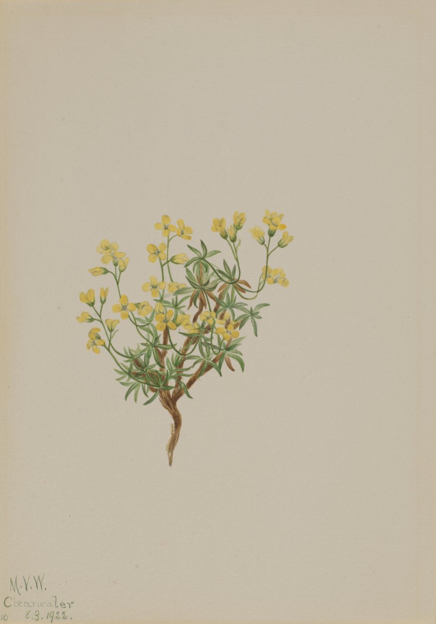 Trawa wierzbowa żółta, 1922. autorstwa Mary Vaux Walcott