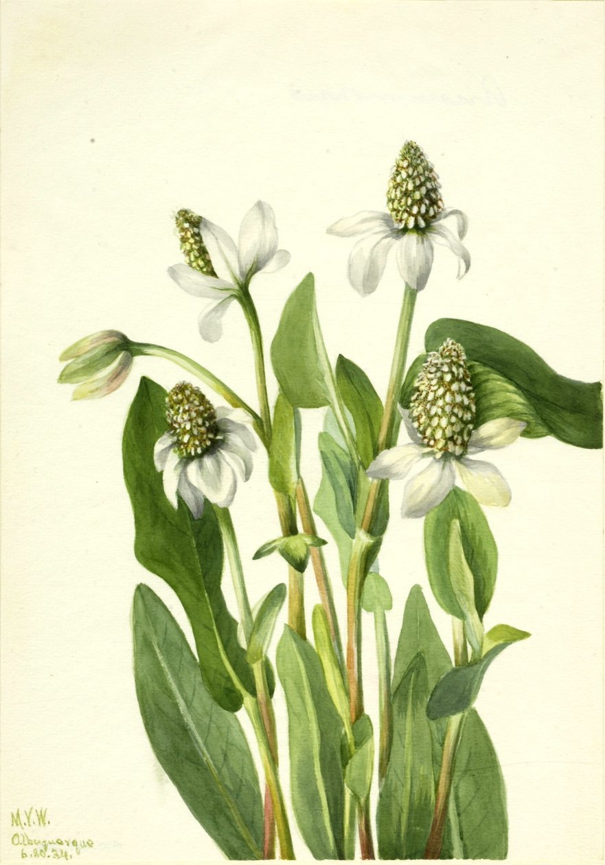 Yerba Mansa (Anemopsis californica) autorstwa Mary Vaux Walcott
